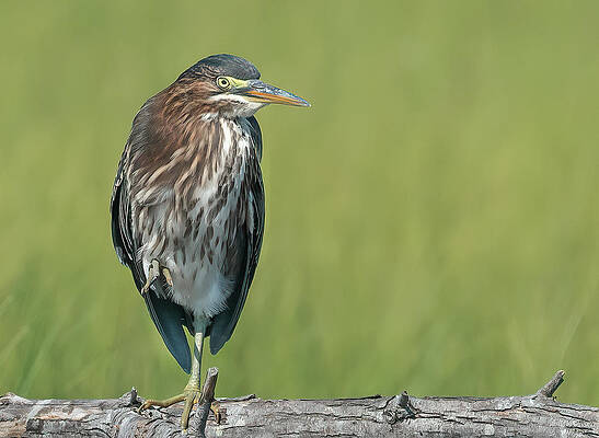 Wall Art - Photograph - The Green Heron  by Sylvia Goldkranz