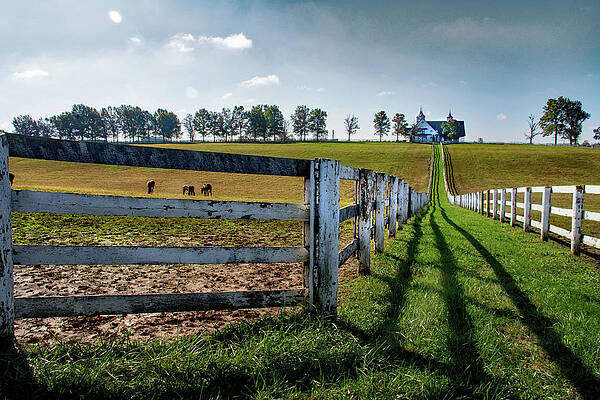 The Horse Fence Row by Jolynn Reed The Horse Fence Row by Jolynn Reed