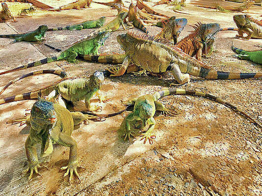 The Iguana Farm by GW Mireles The Iguana Farm by GW Mireles