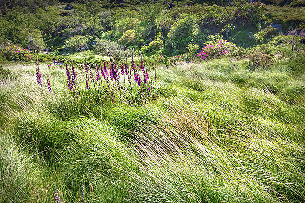 The Irish Wind by Debra and Dave Vanderlaan The Irish Wind by Debra and Dave Vanderlaan