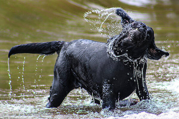 Wall Art - Photograph - The Italian Course dog's drops by Soraya D'Apuzzo