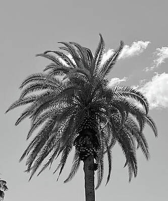 The Joy of a Summer Sky by Calvin Boyer The Joy of a Summer Sky by Calvin Boyer