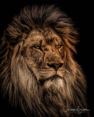 The Lion King by Chris Boulton The Lion King by Chris Boulton