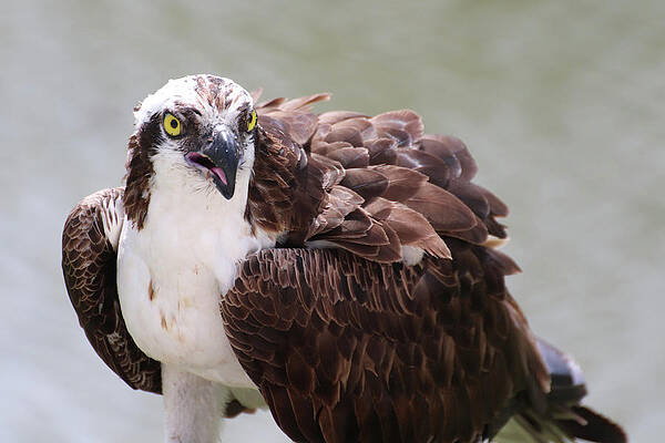 The Look of an Osprey by David T Wilkinson The Look of an Osprey by David T Wilkinson