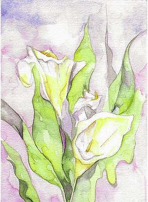 The Magnificent Calla Lilies by Shreya Sen The Magnificent Calla Lilies by Shreya Sen
