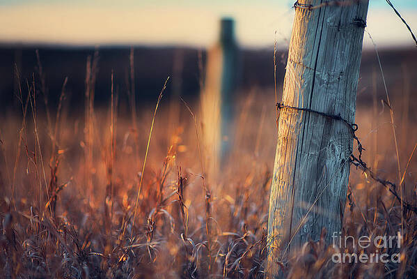 The Morning Grass by Ian McGregor The Morning Grass by Ian McGregor