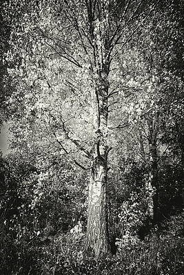 The old yellow birch in bw by Jouko Lehto The old yellow birch in bw by Jouko Lehto