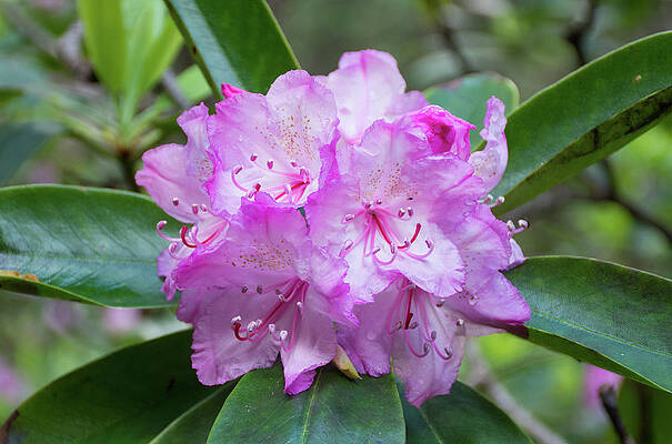 The Pacific Rhododendron by Joan Septembre The Pacific Rhododendron by Joan Septembre
