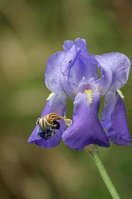 The palest shade of purple by William G Watson The palest shade of purple by William G Watson