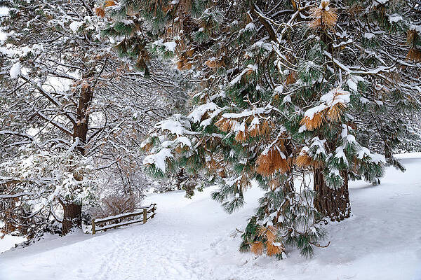 Wall Art - Photograph - The Path at Sunnyside by David Patterson