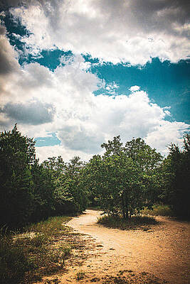 Wall Art - Photograph - The Path Goes Around the Tree by W Craig Photography