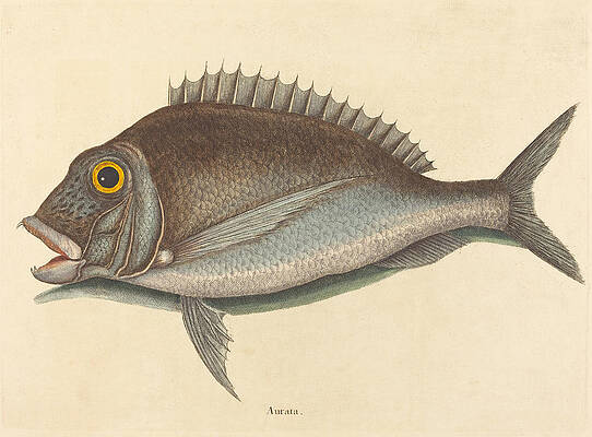 The Porgy, Sparus chrysops Print by Mark Catesby