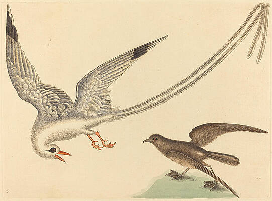 The Rice-bird, Emberiza oryzivora Print by Mark Catesby