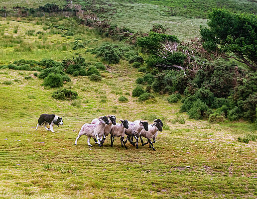 The Round Up by Edward Shmunes The Round Up by Edward Shmunes
