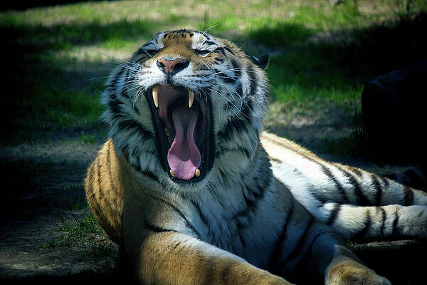 Wall Art - Photograph - The Siberian tiger,Panthera tigris altaica is the biggest jungle cat in the world. Animal with stripes roaring and its sharp teeth visible. by Arpan Bhatia