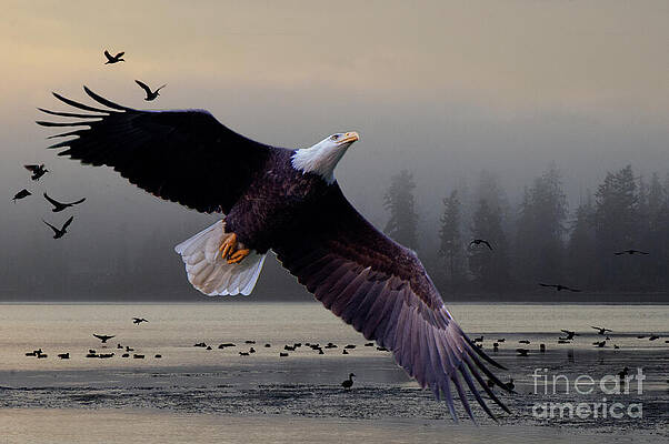 The Splendor Of Bald Eagles by Bob Christopher The Splendor Of Bald Eagles by Bob Christopher