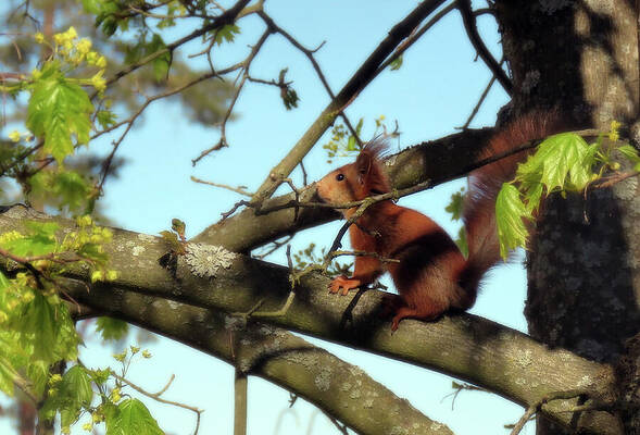 The Squirrel With The New Hairstyle by Johanna Hurmerinta The Squirrel With The New Hairstyle by Johanna Hurmerinta