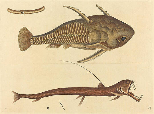 The Viper-mouth, Silurus cataphractus Print by Mark Catesby
