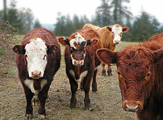 Wall Art - Photograph - The Welcoming Committee by Micki Findlay