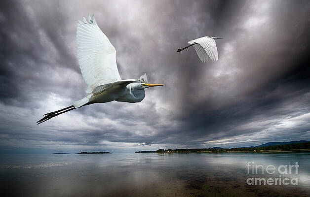 The Wonder Of Flight by Bob Christopher The Wonder Of Flight by Bob Christopher