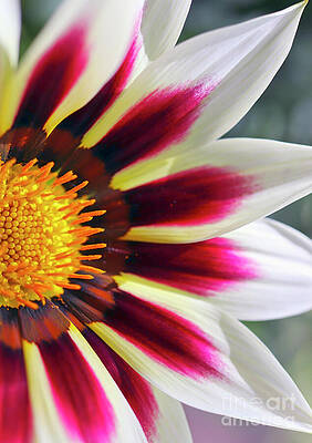 The Wonderful Diamond Flower by Johanna Hurmerinta
