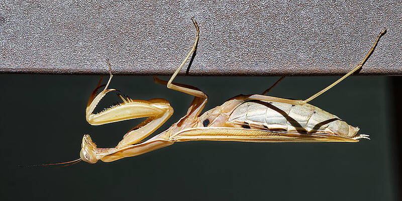 They're Coming - Praying Mantis by KJ Swan They're Coming - Praying Mantis by KJ Swan