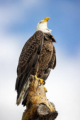 Things are Looking Up by David Eppley Things are Looking Up by David Eppley