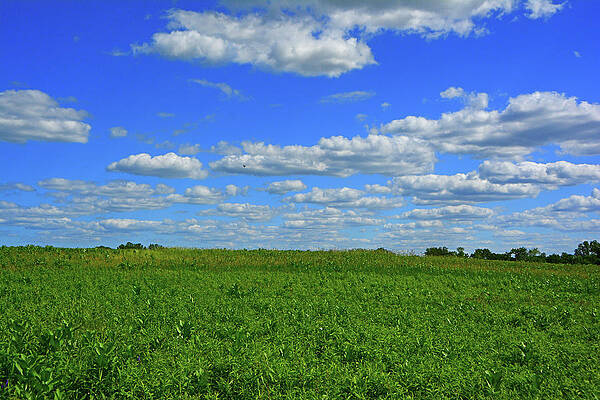 Thompson Park Spring Green 2 by Raymond Salani III Thompson Park Spring Green 2 by Raymond Salani III