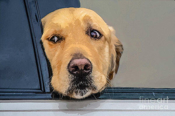 Thoughtful golden retriever dog looks out of window of car with by Susan Vineyard Thoughtful golden retriever dog looks out of window of car with by Susan Vineyard
