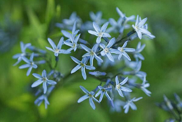 Wall Art - Photograph - Threadleaf Bluestar Flower by Iris Richardson