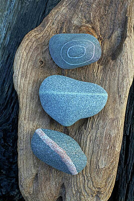 Wall Art - Photograph - Three Amigos Over Driftwood by Kathi Mirto