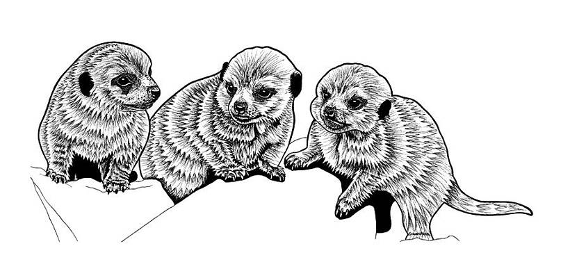 Baby Animals Drawings Fine Art America Baby Animals Drawings Fine Art America