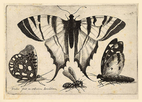 Three Butterflies and a Wasp Print by Wenceslaus Hollar