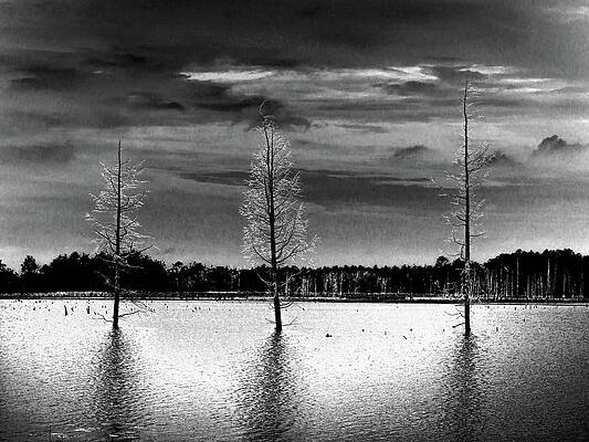 Three Dead Cedar Trees by Louis Dallara Three Dead Cedar Trees by Louis Dallara