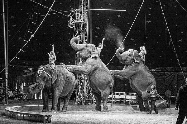 Three Elephant Circus Performance by Sally Bauer Three Elephant Circus Performance by Sally Bauer