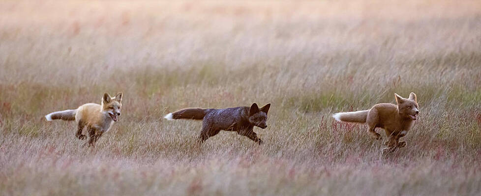 Three Foxes, Three Colors by Max Waugh Three Foxes, Three Colors by Max Waugh