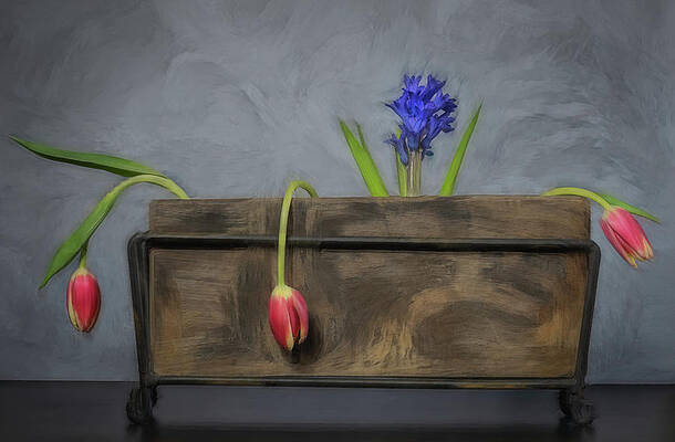 Wall Art - Photograph - Three Fragile Tulips  by Sylvia Goldkranz