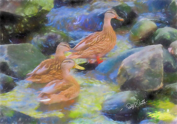 Three Mallard ducks in a small mountain stream by Rusty R Smith Three Mallard ducks in a small mountain stream by Rusty R Smith