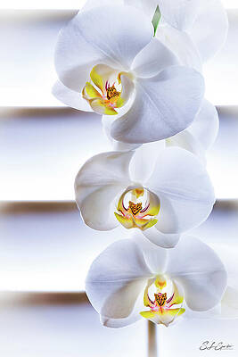 Three Orchids by Steven Sparks Three Orchids by Steven Sparks
