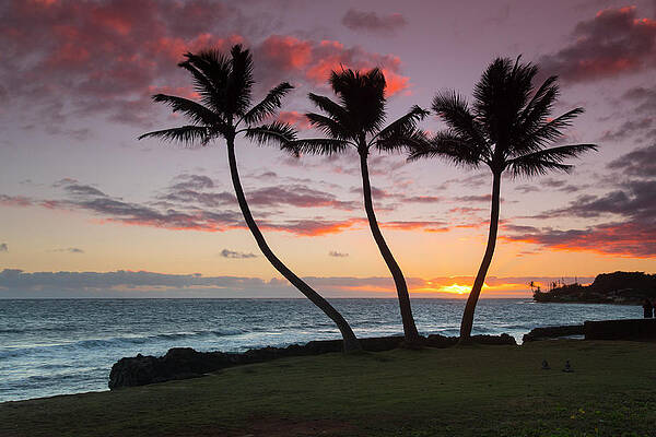 Three Palm Sunrise by Sean Davey Three Palm Sunrise by Sean Davey