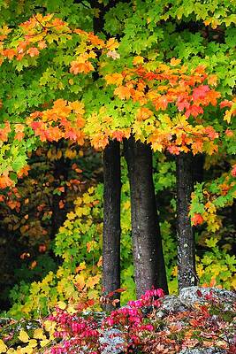 Wall Art - Photograph - Three Trees - 2020 by Dave Leonard