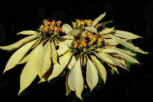 Wall Art - Photograph - Three Poinsettias on Black by Bonnie Colgan