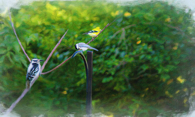 Three's Company by Diane Lindon Coy Three's Company by Diane Lindon Coy