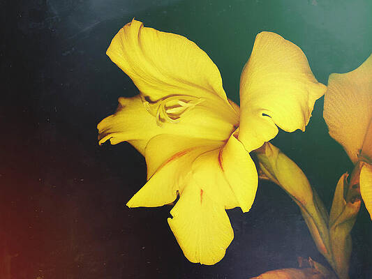 Wall Art - Photograph - Through Dust and Bloom by Maria Dimitrova