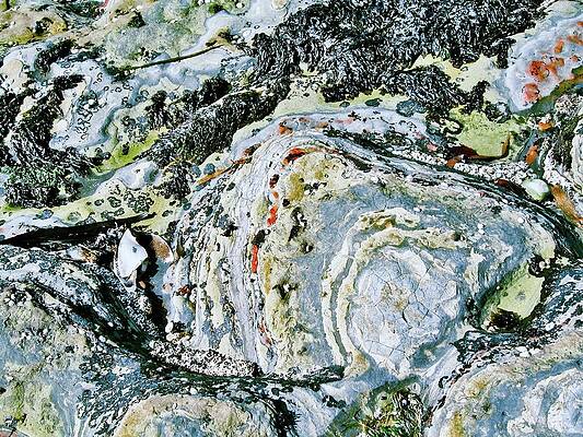 Wall Art - Mixed Media - Tide pool patterns Pt. Lobos California by Lorena Cassady