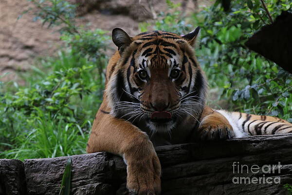 Tiger by Edward R Wisell Tiger by Edward R Wisell
