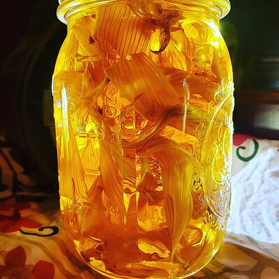 Tiger Lily Moonshine by Vicki Noble Tiger Lily Moonshine by Vicki Noble