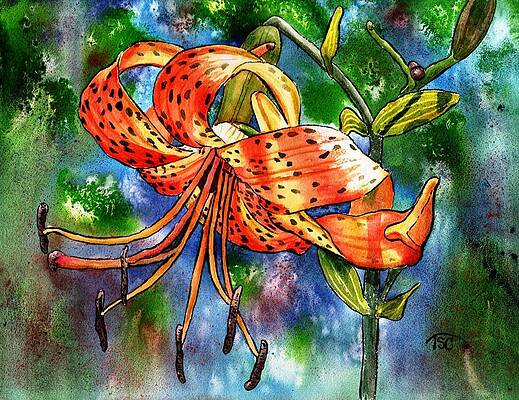 Tiger Lily by Tammy Crawford Tiger Lily by Tammy Crawford