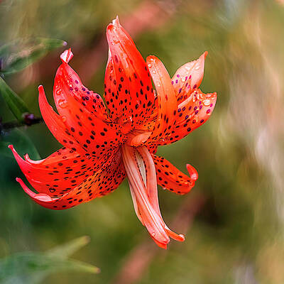Wall Art - Photograph - Tiger Lily by Teresa Wilson