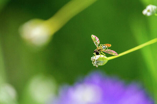  Photograph - Tiny Aviator by C Wetherby Photography